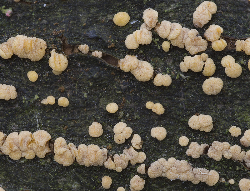 Pezicula acericola